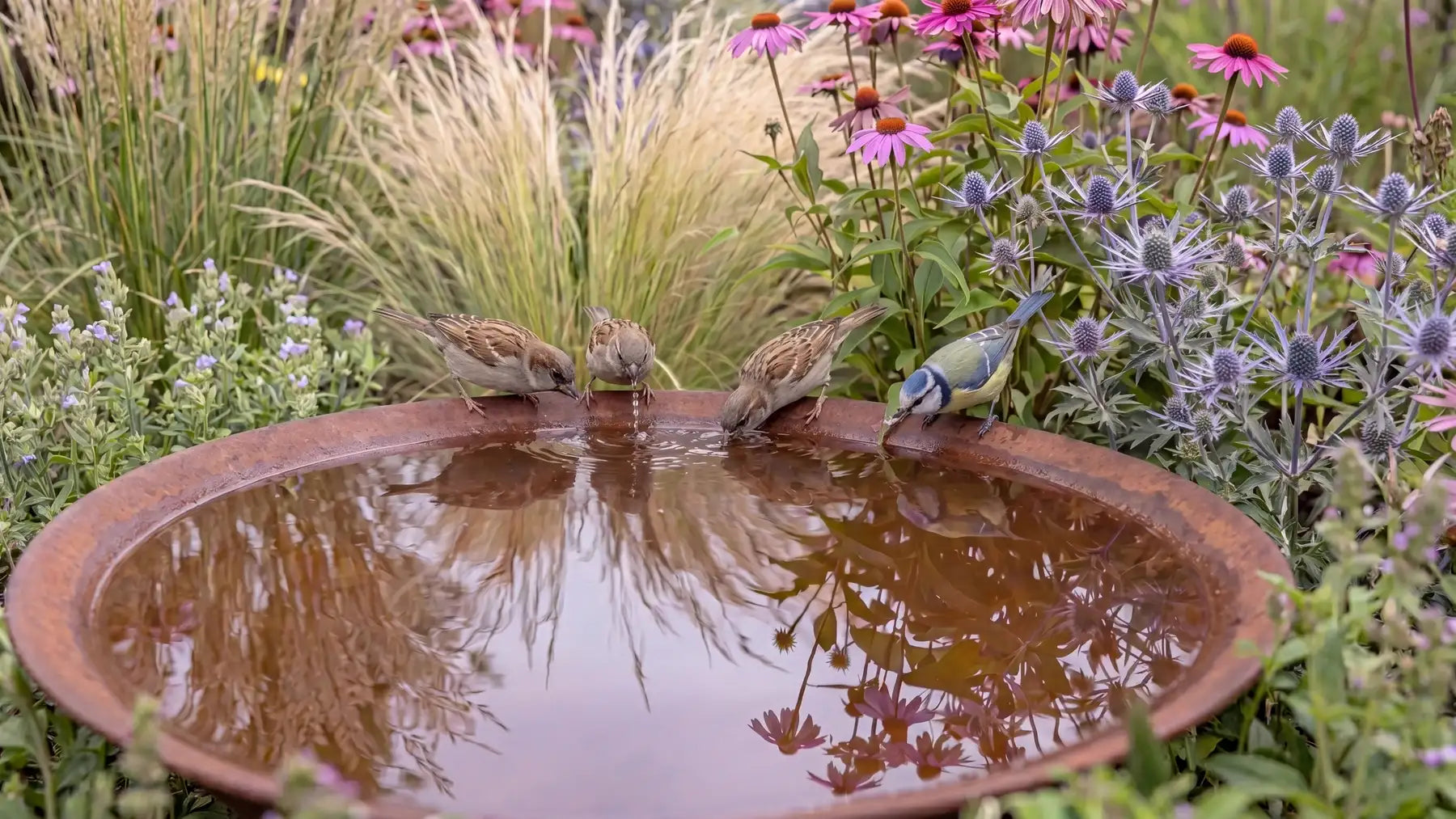 Eine Wasserschale aus Cortenstahl in einer Pflanzen Landschaft im Garten, auf der Wasserschale sitzen Trinkende Vögel.